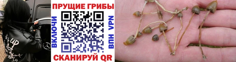 kraken как войти  Горбатов  нарко площадка телеграм  Псилоцибиновые грибы Psilocybe 